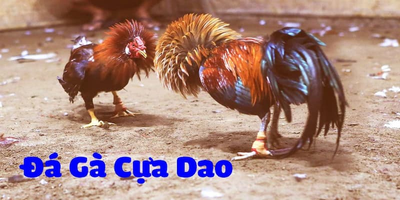 Luật cần nắm khi tham gia cược
